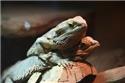 Veranstaltungsbild Erlebnis "Reptilien"