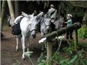 Veranstaltungsbild Eseltrekking am Stemweder Berg